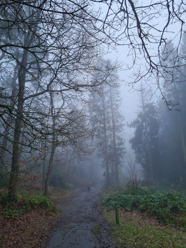Foggy path with tall trees either side