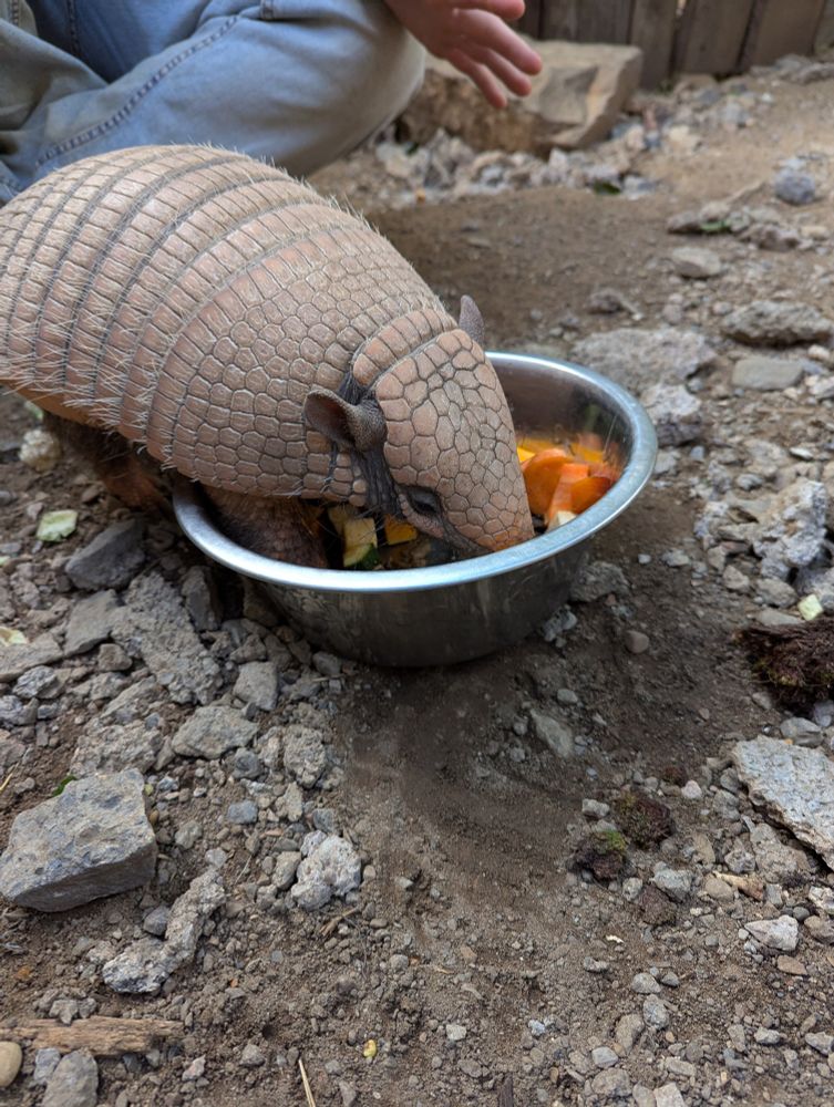 Armadillo is now fully inside the bowl