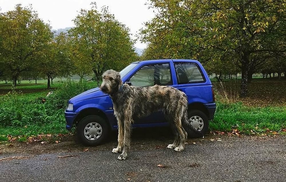 Micro-voiture et maxi-chien.