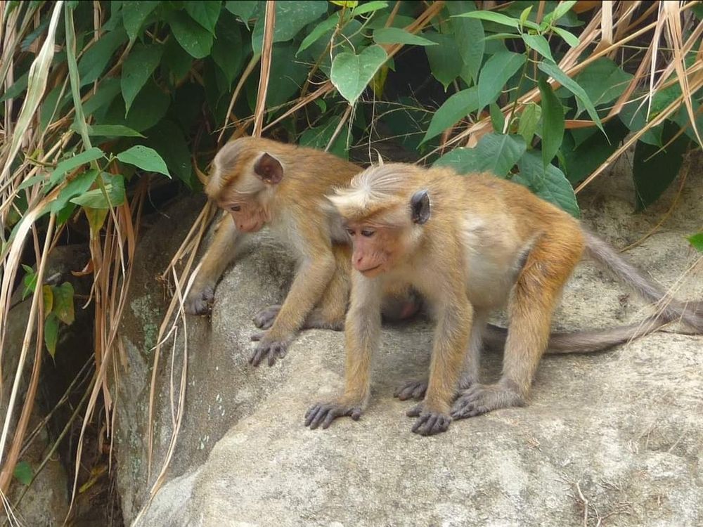 Singe macaque en Thaïlande.