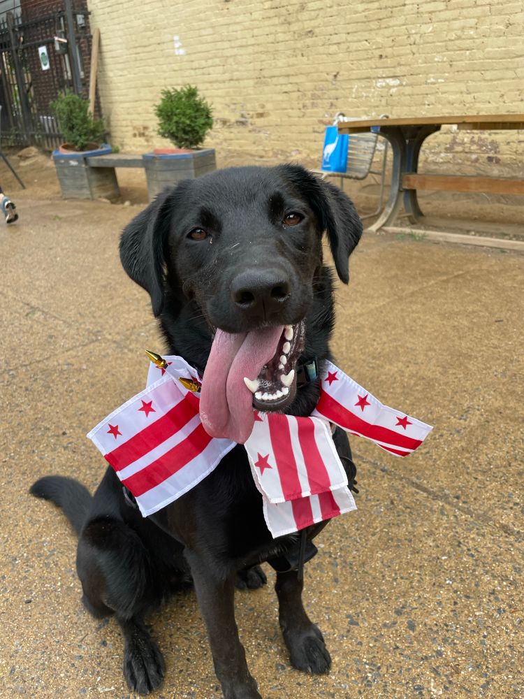 Dog with DC flags in collar.