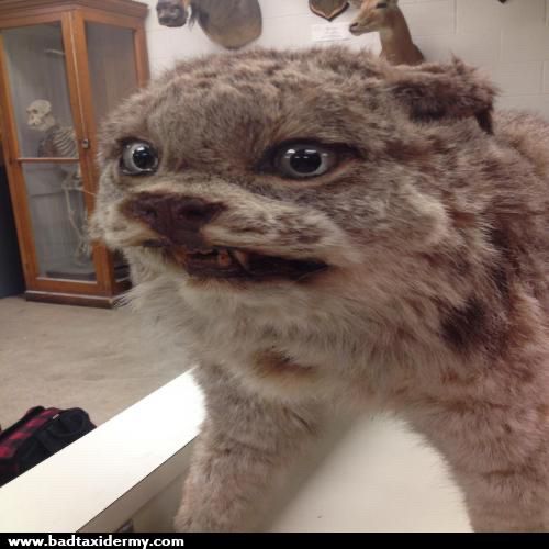 A very bad taxidermy of some kind of cat. Its expression is somewhere like a disgusted snarl and utter panic.