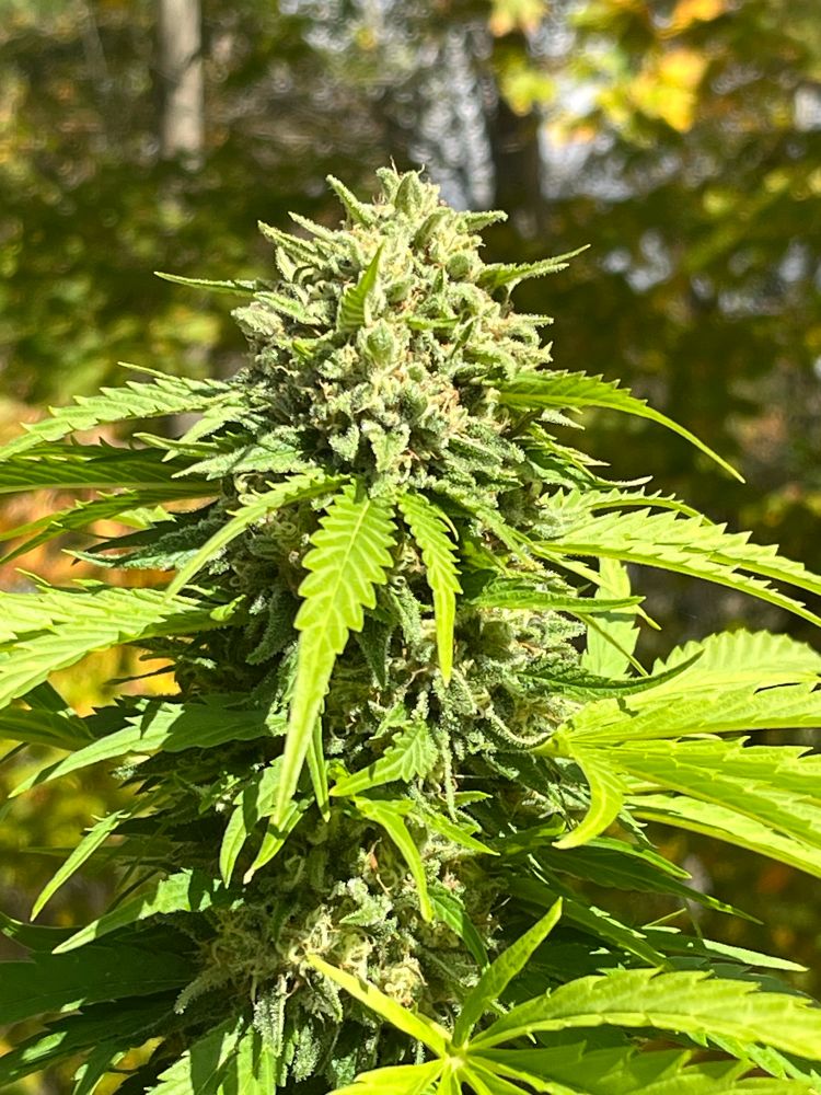 A close up of the top of a cola of a flowering cannabis plant. 