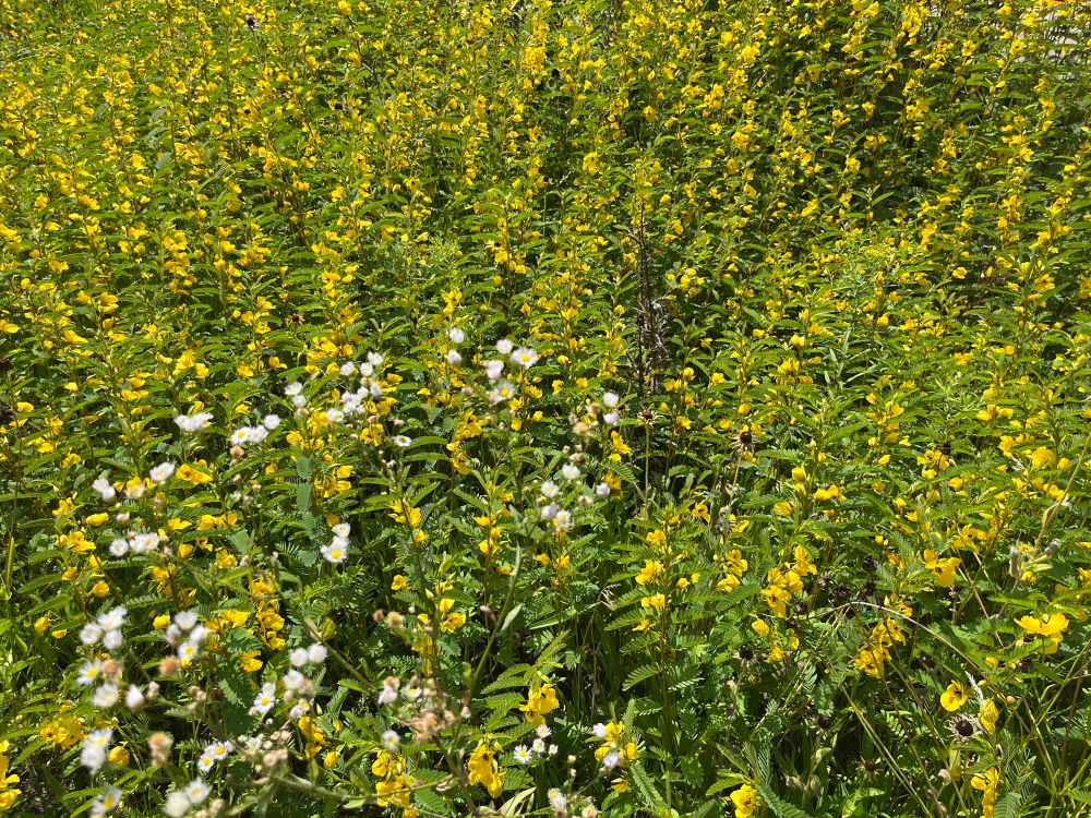 A patch of Partridge Peas in full bloom with a white aster plant in the foreground. The Peas have yellow flowers all along their main atem. 