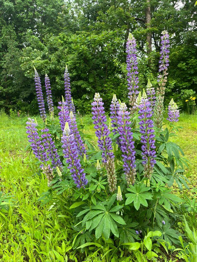 A pair of lupine plants with a dozen or so 12-18 inch spires of purple flowers jutting out of them. 