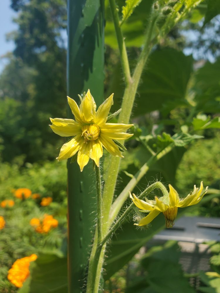 a yellow tomato flower blooms on the vine