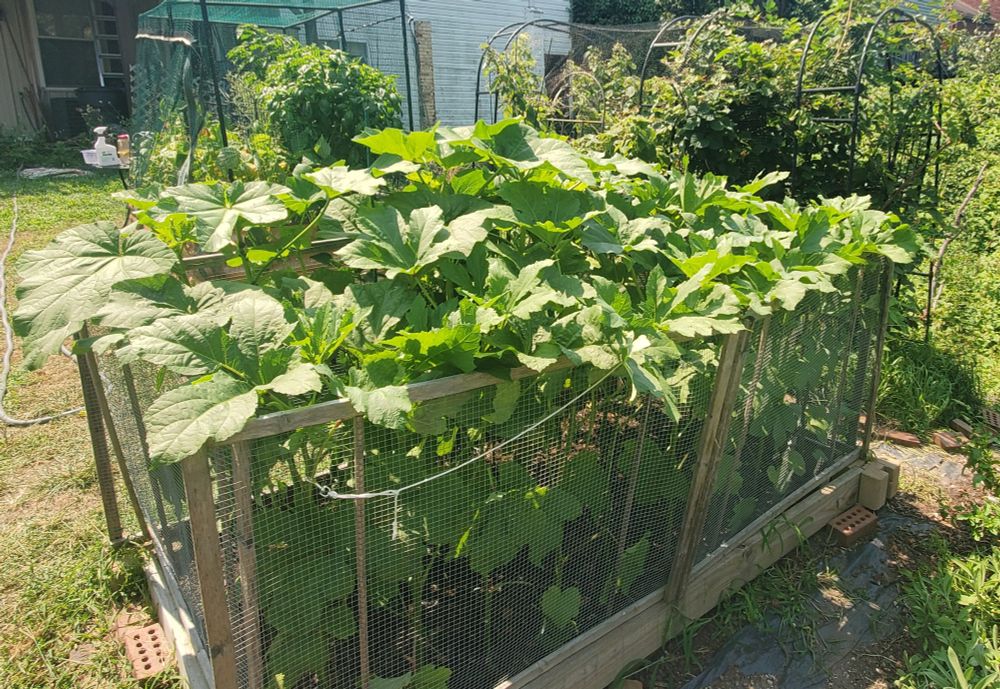 a big bed overflowing from the top with giant green okra leaves