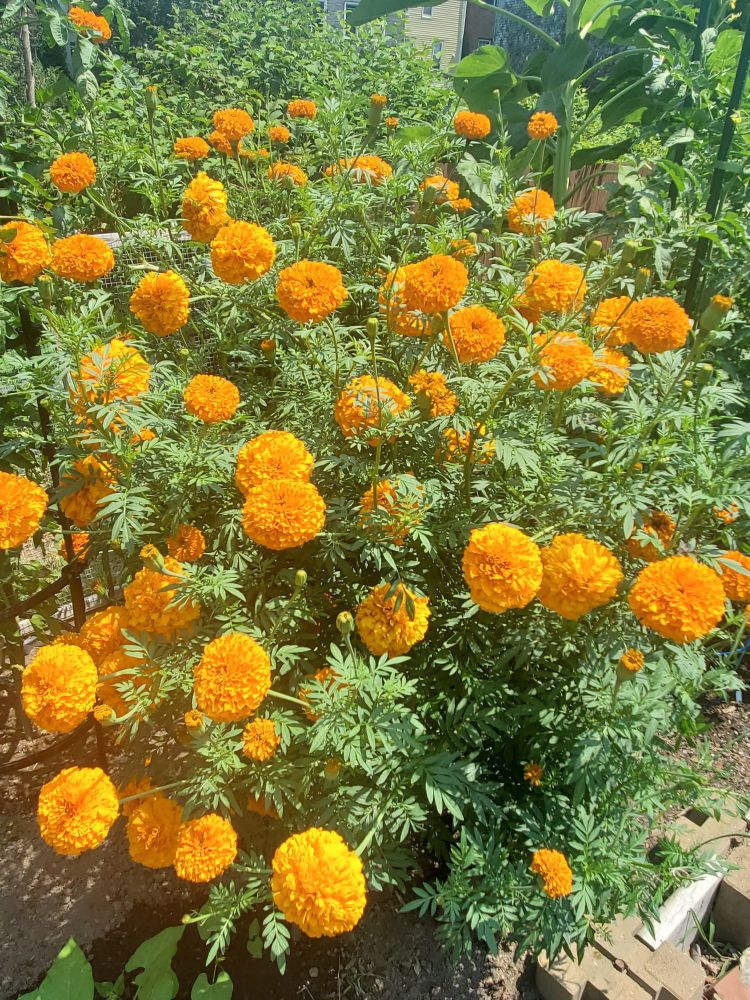 a giant shrubbery of bright orange poofy marigolds
