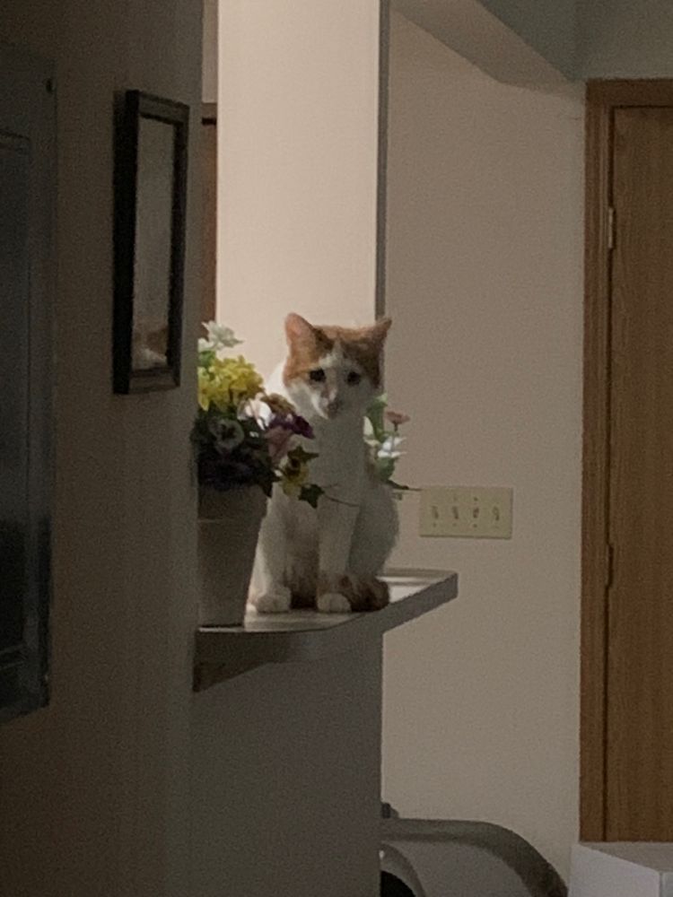 a picture of franklin sitting on a counter between fake plants and staring at me. franklin is my cat who is orange and white