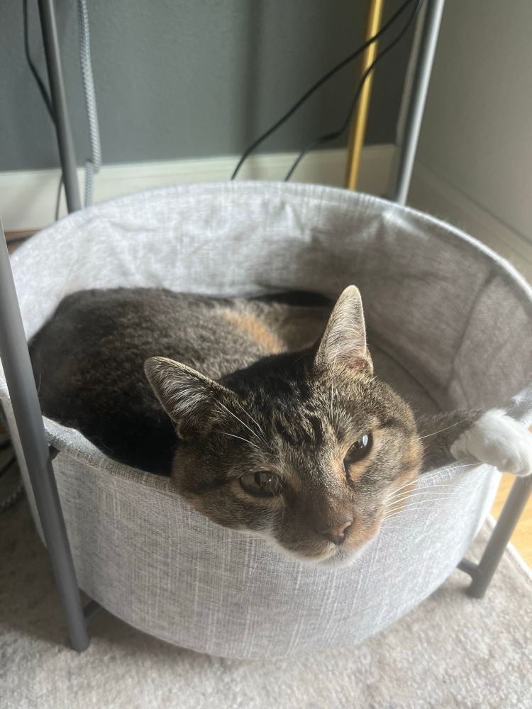 A grey tabby cat is curled up in the bottom hanging basket of an end table. The cat is looking straight forward and has one white paw draped over the edge of the basket.