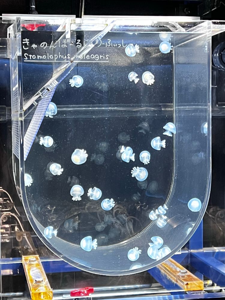 A container filled with small jellyfish floating around