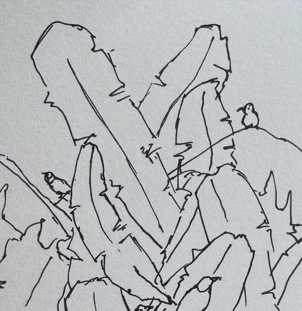 Pen and ink rough sketch of banana leaves with birds.