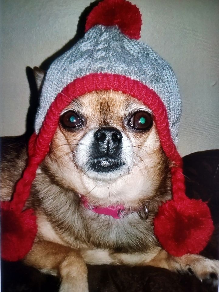 Little brown chihuahua in a knit grey cap with red fluffy balls at the end of the braids attached.