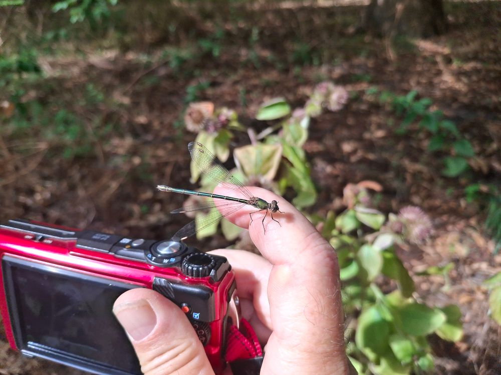 Green Damselfly on my hand that was holding the camera and had the strap wrapped around my wrist.