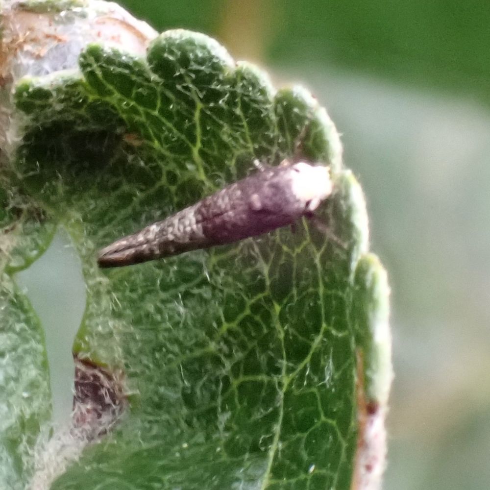 Small moth on espaliered Apple tree. Grey with white face and upturned rear tip. Can see fold.