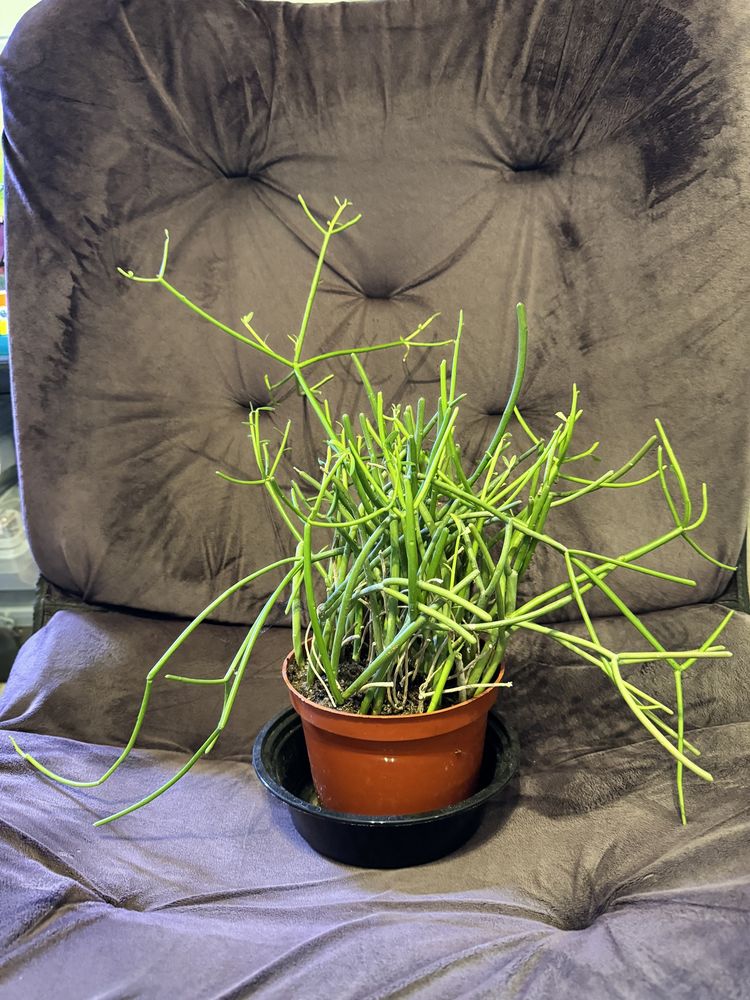 A chaotically growing pencil cactus in a small plastic red flower pot resting on a folding chair.