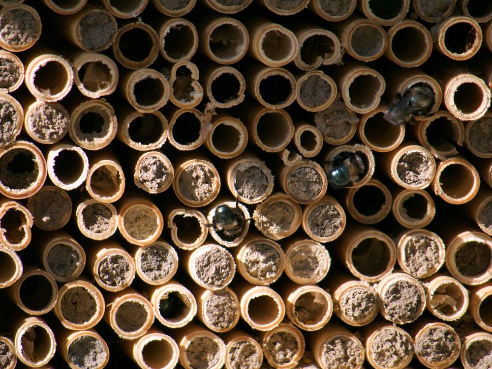 A bee house with bamboo tubes for the comb.
