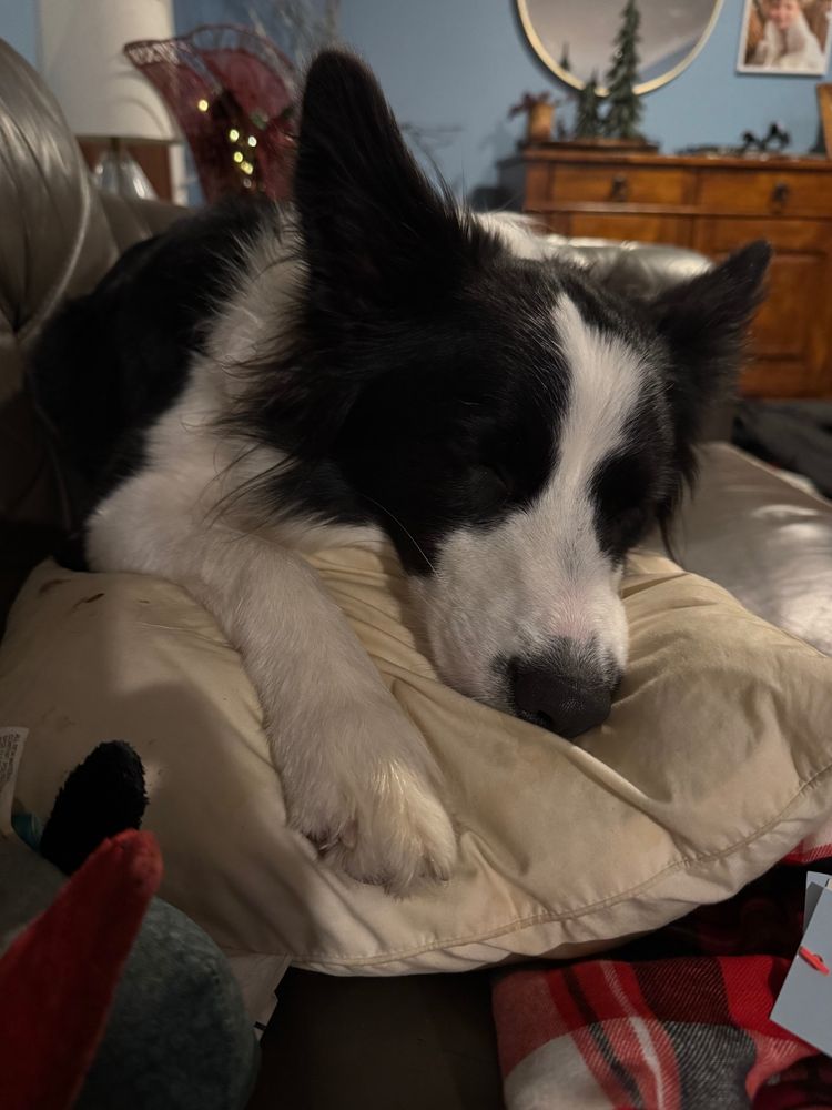 A tired border collie sleeping on a couch