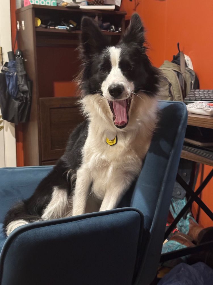 A border collie sitting in a chair laughing at your feeble existence.