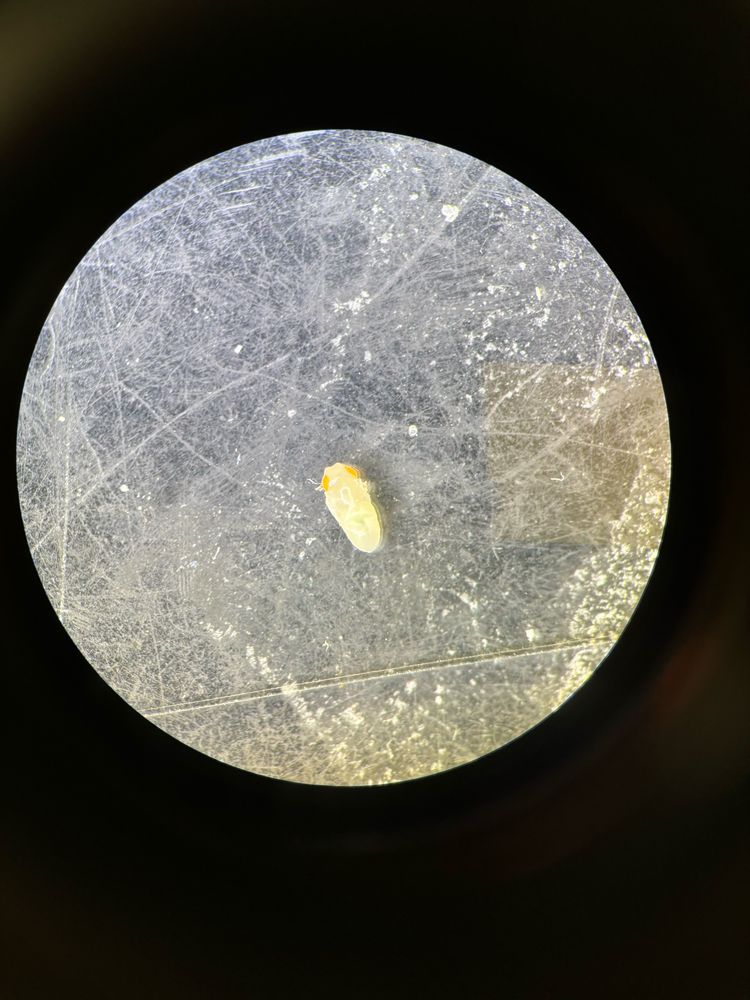 Pupae from drosophila after dissecting 