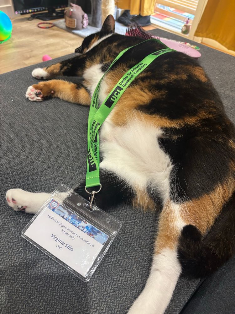 Exhausted cat showing a badge