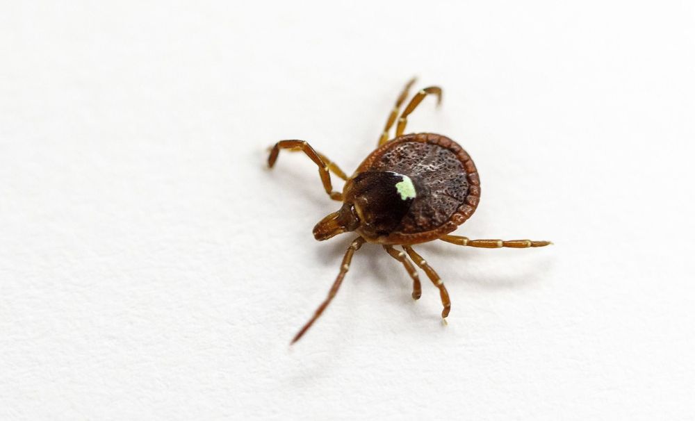 What to know about an aggressive tick species spreading across the U.S.