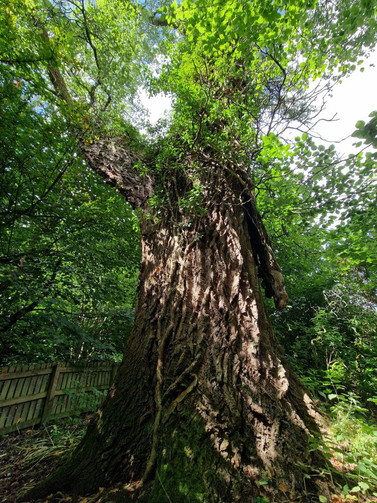 A big tree with a thick trunk 