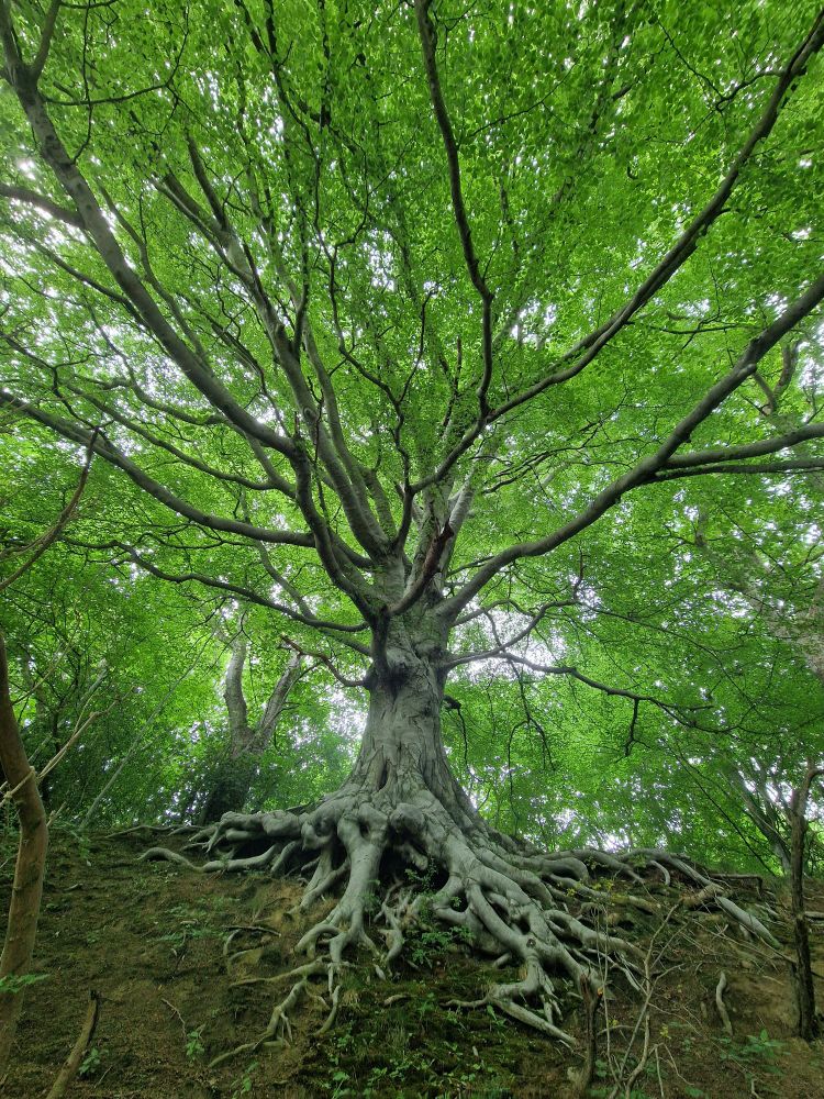 The most magical tree in my locality. A finer tree is hard to find 🧐

On a hill side with treenormous roots growing out and downhill. Treenormous branches grow overhead and stretch out over river behind. A treely treenormous monstrous tree, in full green summer finery 💚💚💚