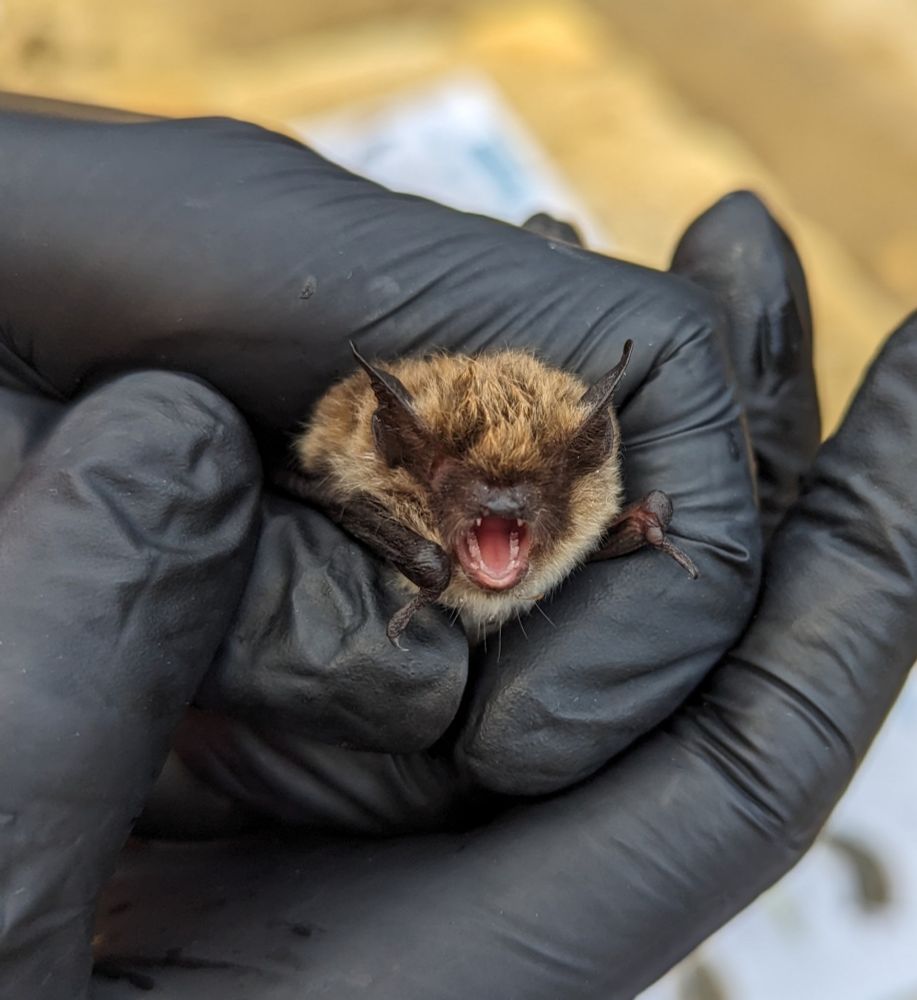 Angry Whiskered Bat in black gloved hands