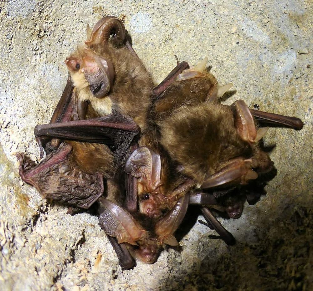 6 brown long eared bats in the top of a bat box. 