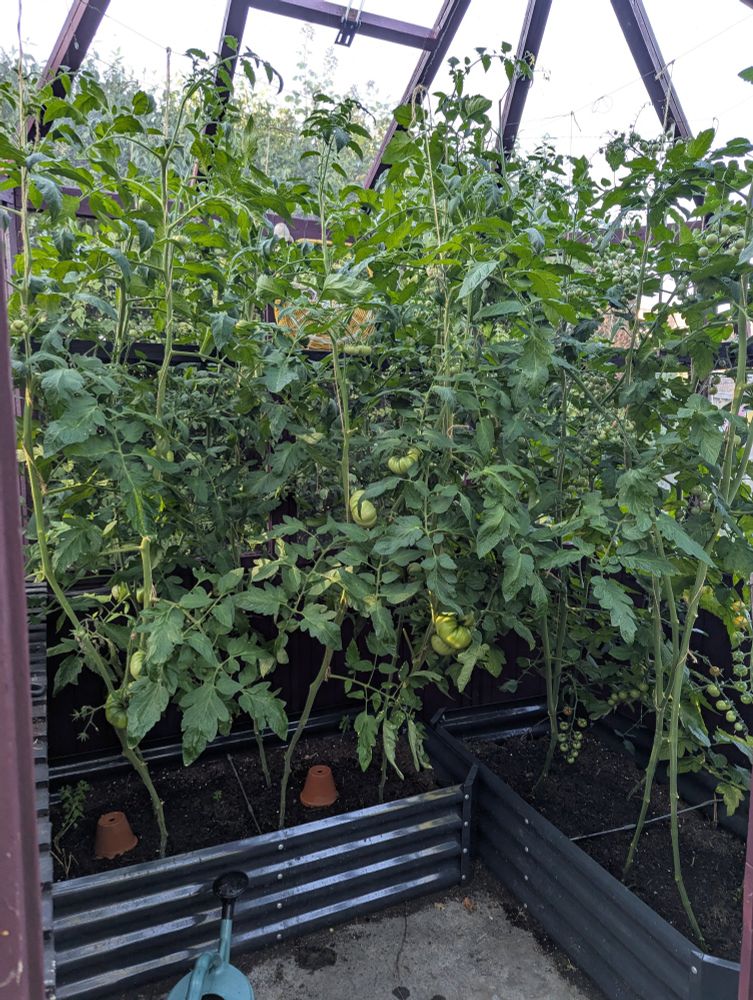 Tomato plants in a greenhouse 
