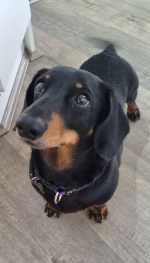 A black miniature dachshund wags tail in kitchen hoping for food.