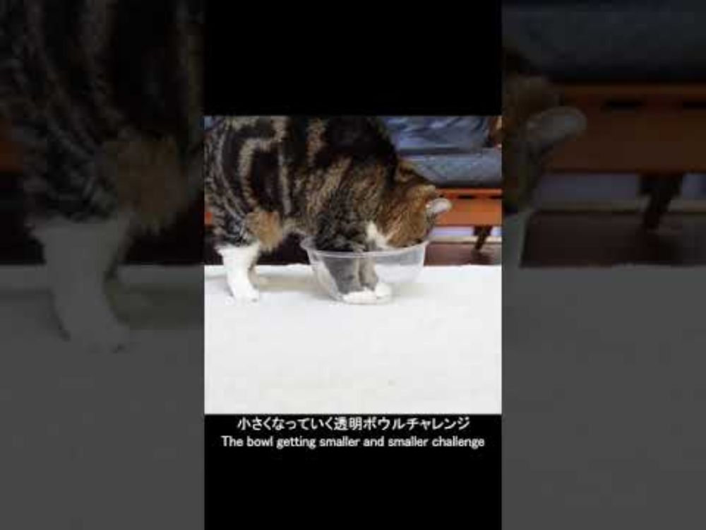 小さくなっていく透明ボウルチャレンジとねこ。 #Shorts