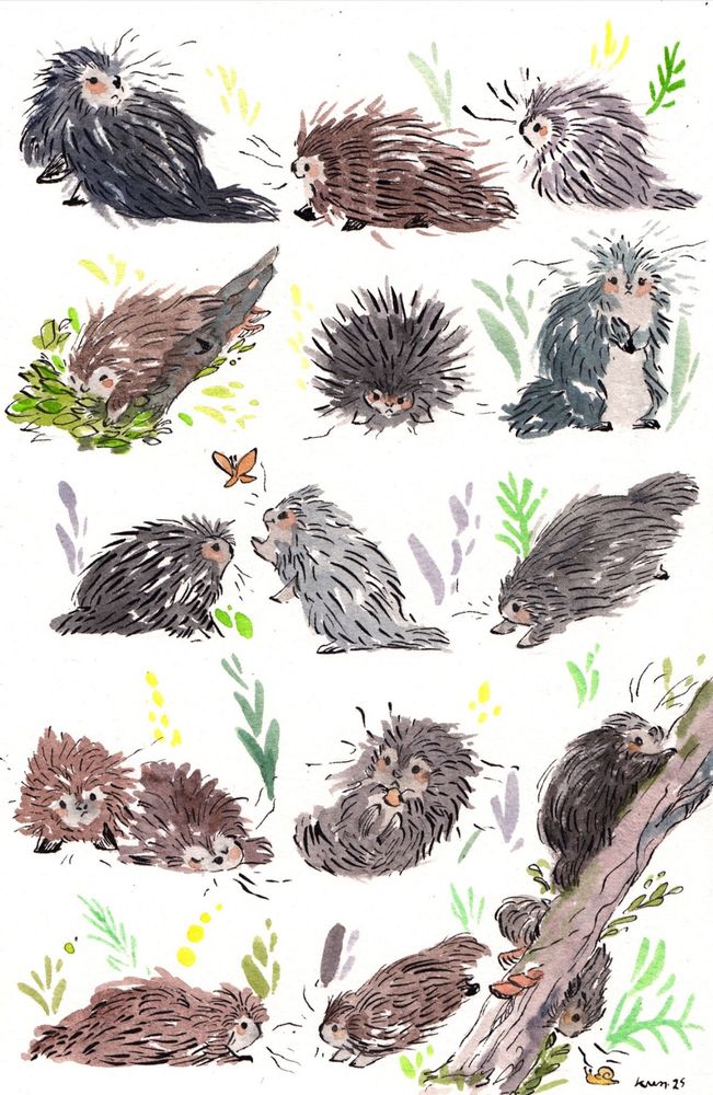 16 porcupines watercolor