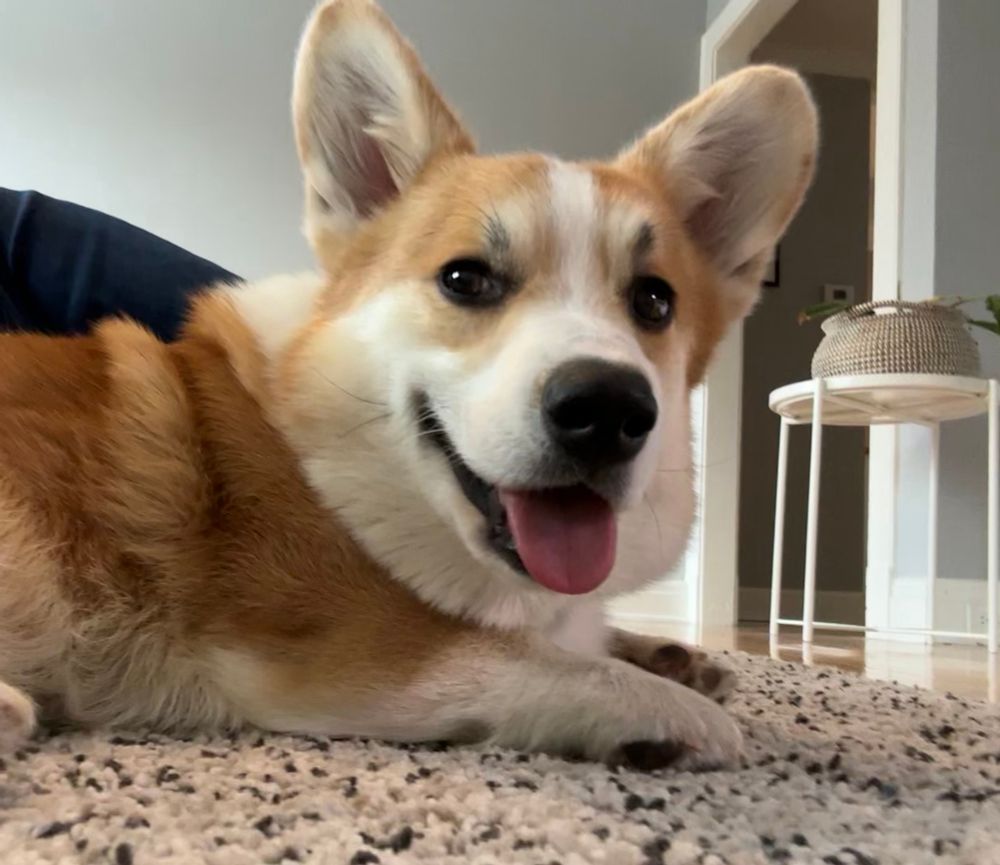 Extremely cute corgi 