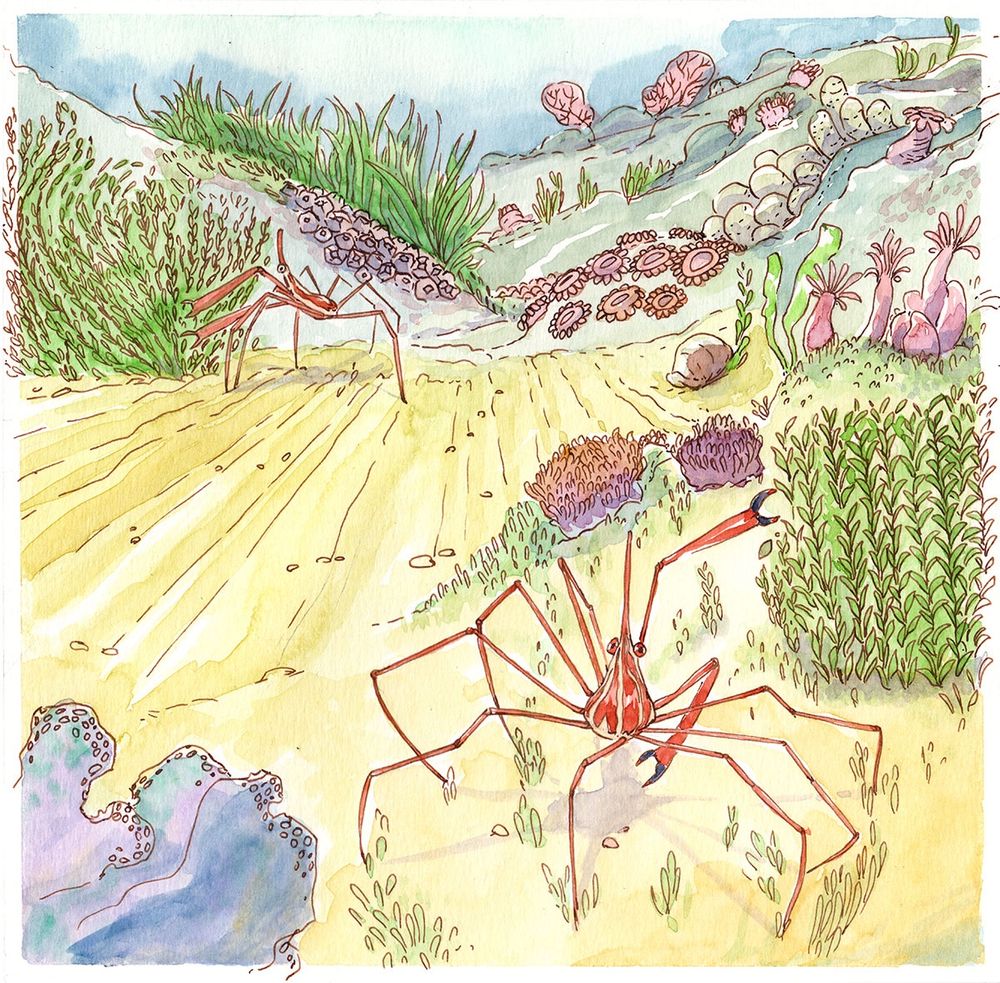 Watercolour painting of gardening crabs snip snip snipping at algae underwater 
