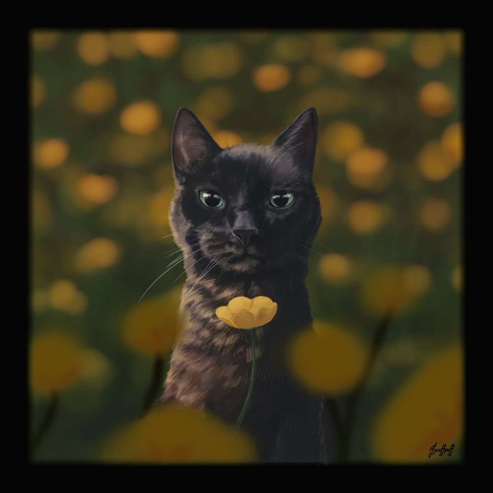 A black cat is matching our gaze in a field of buttercup flowers, illuminated by a ray of evening sun.