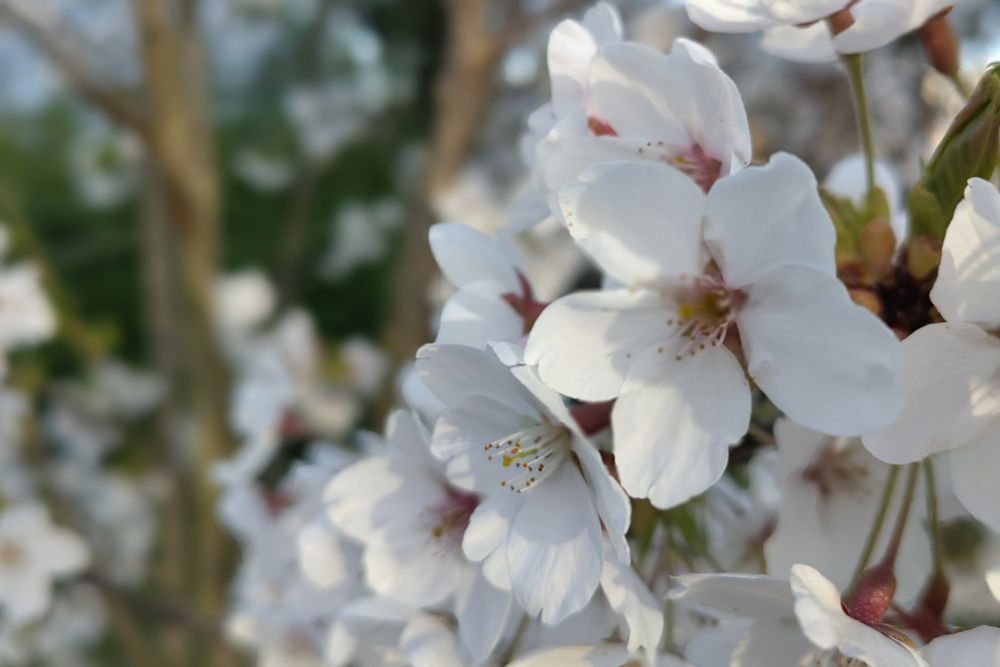 Ein Busch mit weißen Blüten in der Nahaufnahme