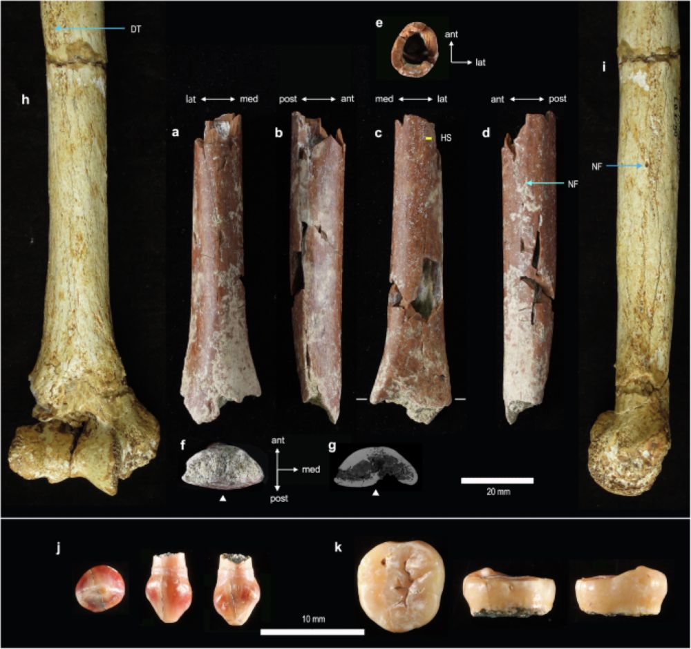 Early evolution of small body size in Homo floresiensis - Nature Communications