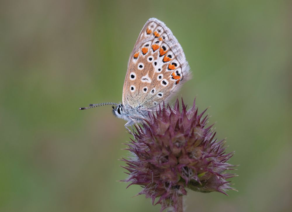 Common blue butterfly on dried-up flower head. The butterfly has its wings closed. It is a pale silvery blue close to the body, fawn elsewhere with black spots inside white circles. The edges of the wings also have bright orange spots