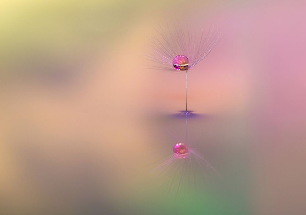 Dandelion seed standing in water with a single drop of water balanced inside the seed head