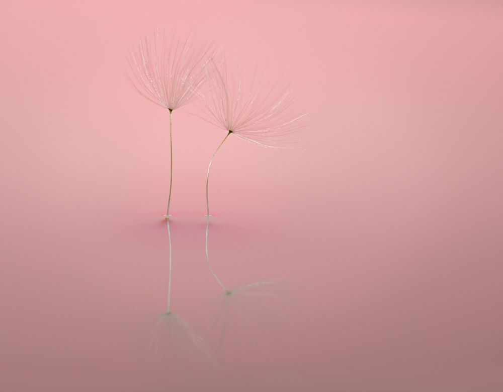 Two dandelion seeds reflected in water
