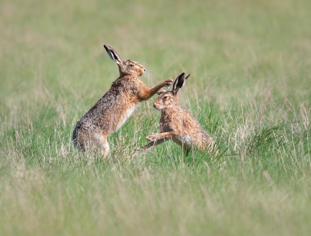 Two hares boxing in a grassy meadow