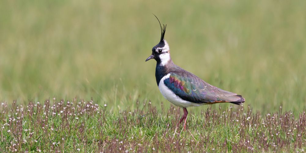 Lapwing on a grassy mound, with tiny pink flowers. The background is out of focus