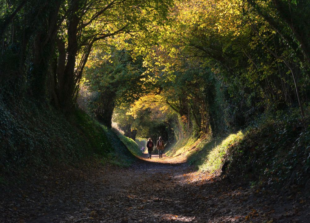 The famous Halnaker tree tunnel in late autumn. The sun has turned the leaves at the top of the tunnel to gold, while the rest sit in deep shadow below. Two people are walking away from the camera in the far distance