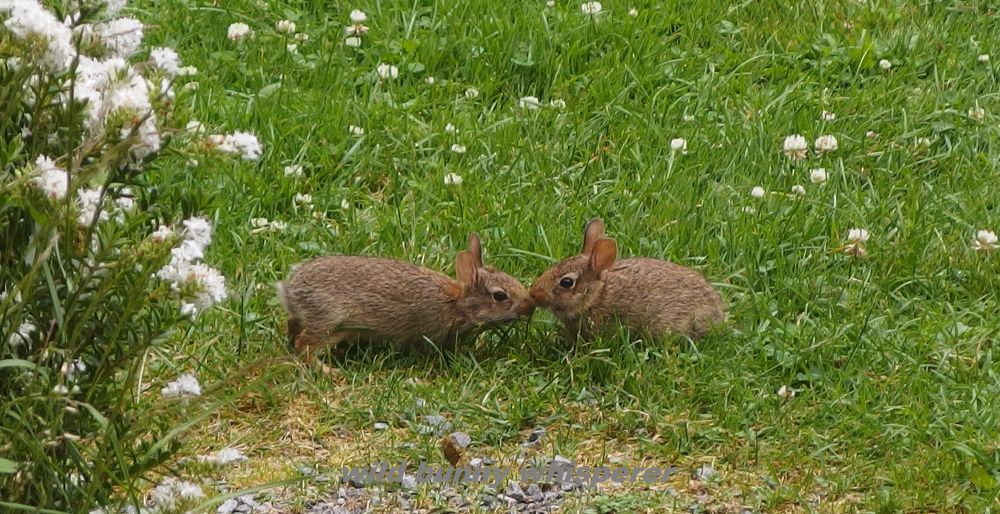 2 brown baby eastern cottontail siblings rubbing noses and sniffing each other on green grass with white clover flowers from 2017