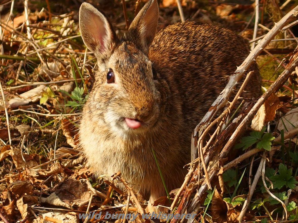 9-month-old wild brown Eastern cottontail bunny in the sun with her pink tongue sticking out and a twinkle in her eye. 
Pigeon was a silly and sweet bun who left our yard not long after this photo was taken. She was dearly missed.