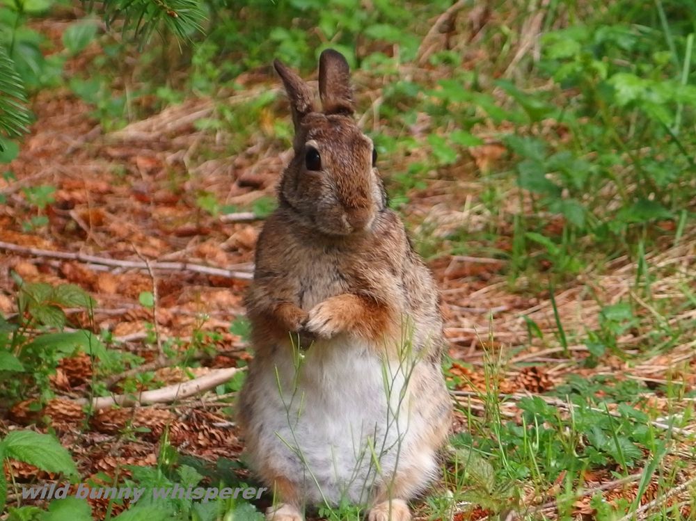 1-year-old brown eastern cottontail standing on her hind legs with her white belly showing and green and brown foliage in background. This is Peanut, my all-time-fave wild bunny and the inspiration for my YT channel. You can see why in her playlist in comments. She's an absolutely amazing being. Photo taken 5.2023