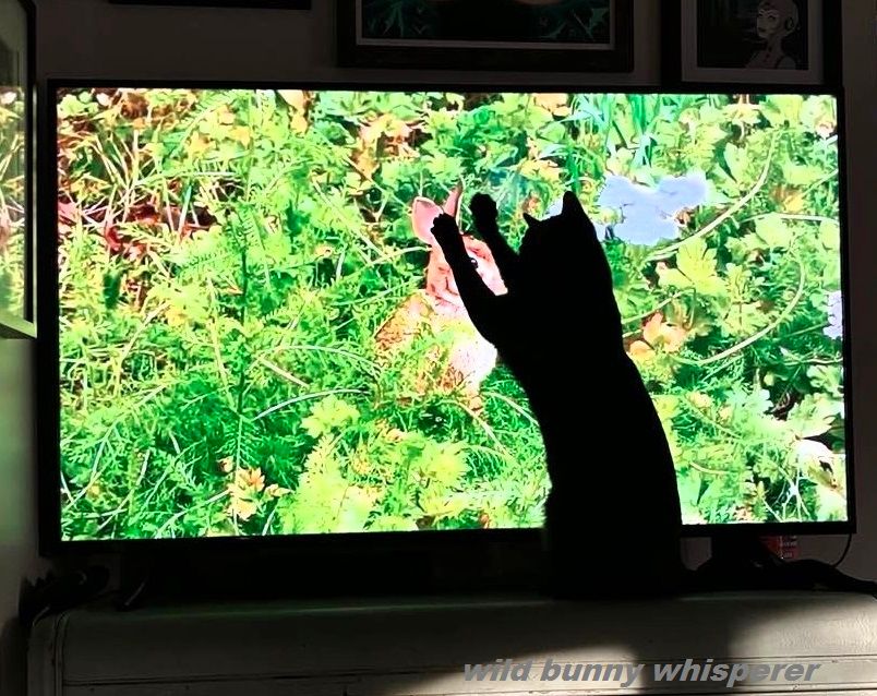 Indoor-only pet cat silhouette is reaching at TV that's playing the YouTube wild bunny whisperer video: "Buttercup and her babies." Link to playlist of long videos in comments.
