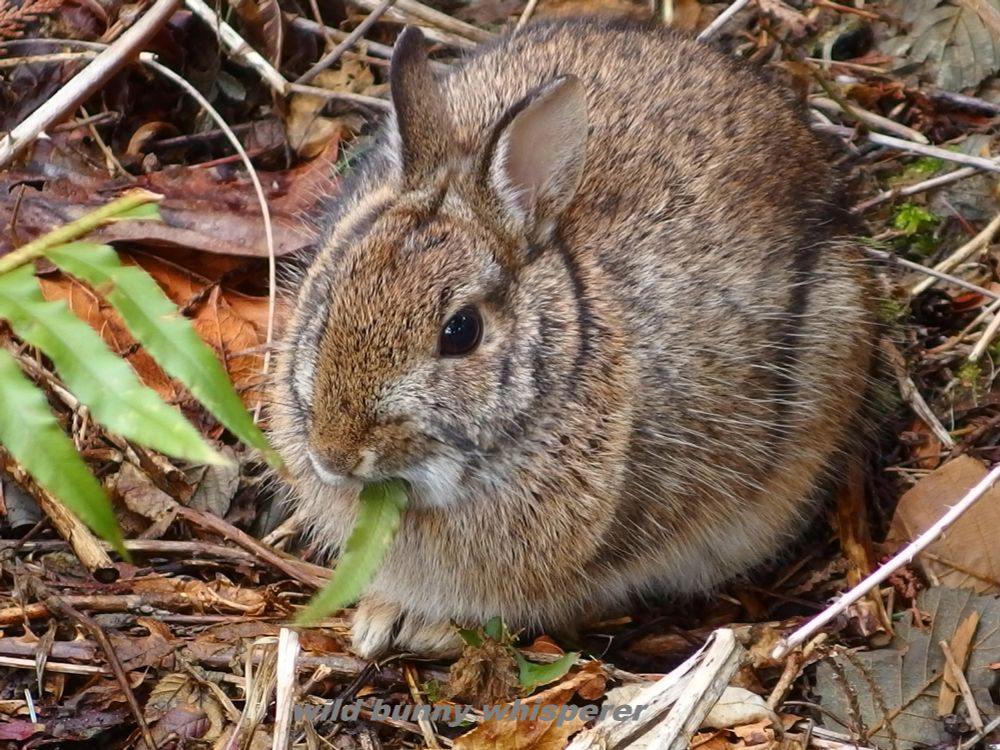 10-month-old brown eastern cottontail bunny all fluffed up for winter is in the "loaf" position on a bed of dead leaves and twigs. Peanut looks like a ball of fur as she eats some green fern on this day 2 years ago. 